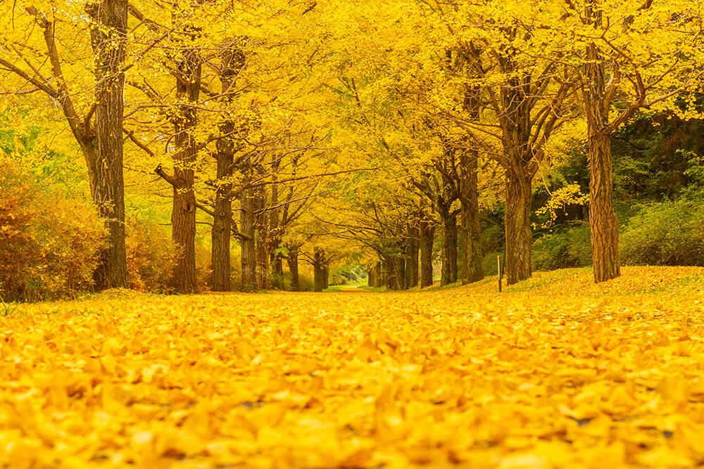 銀杏の黄色い葉が落ちた並木道