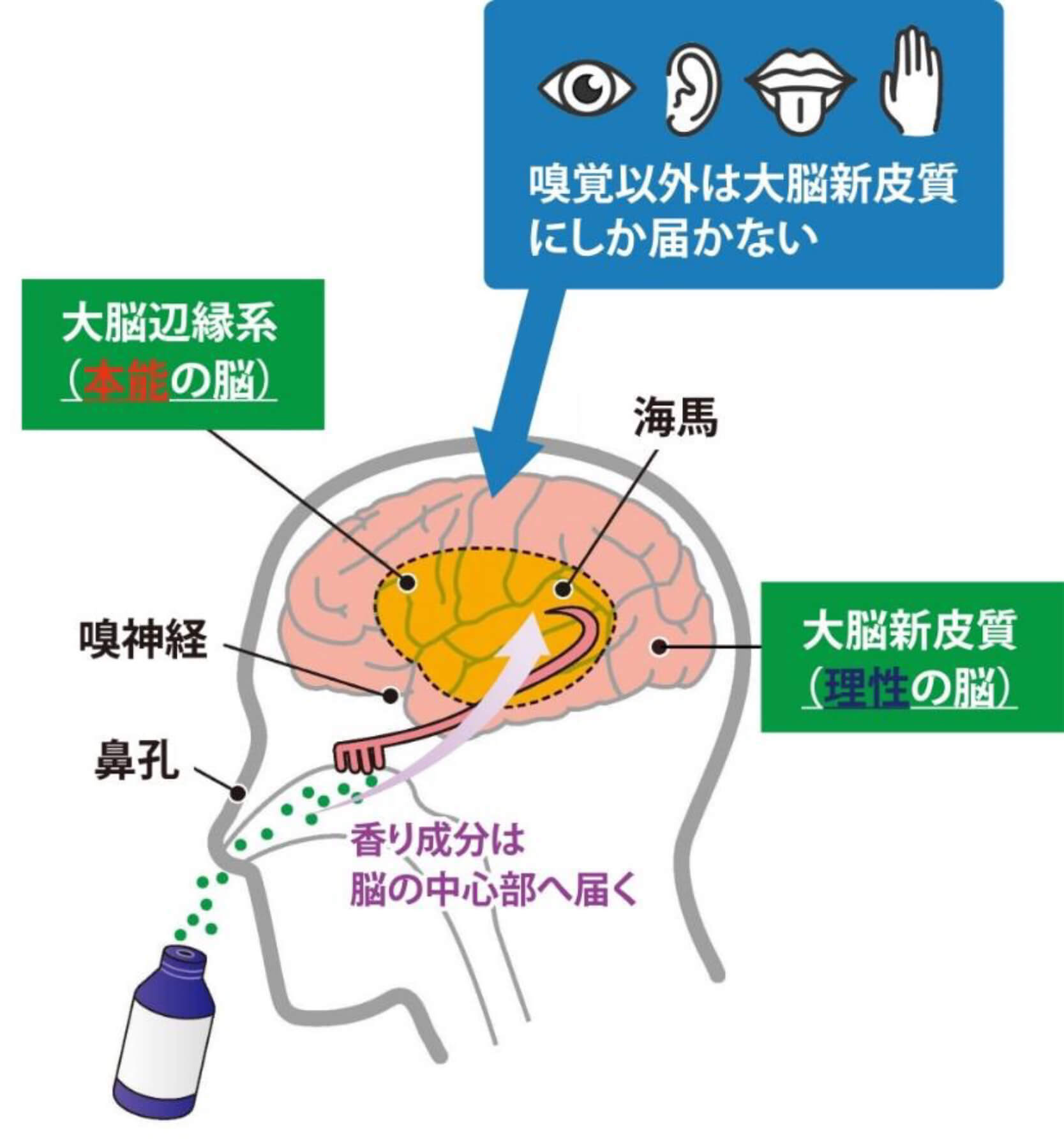 プルースト効果　香り　アロマ